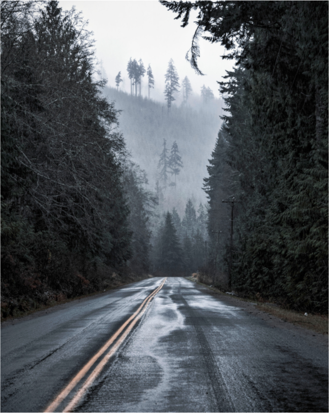 Foggy Forest Drive