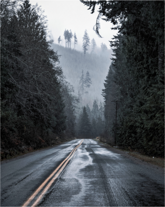 Foggy Forest Drive