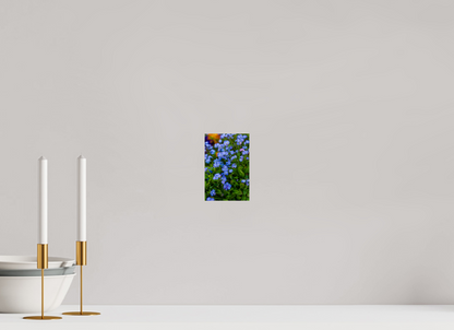 Forget-Me-Nots
