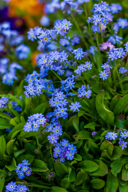 Forget-Me-Nots