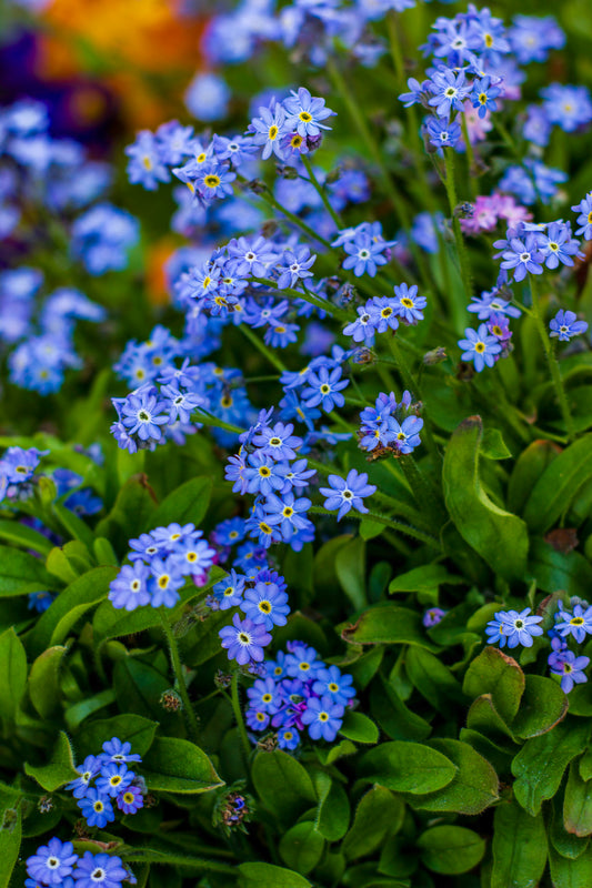 Forget-Me-Nots
